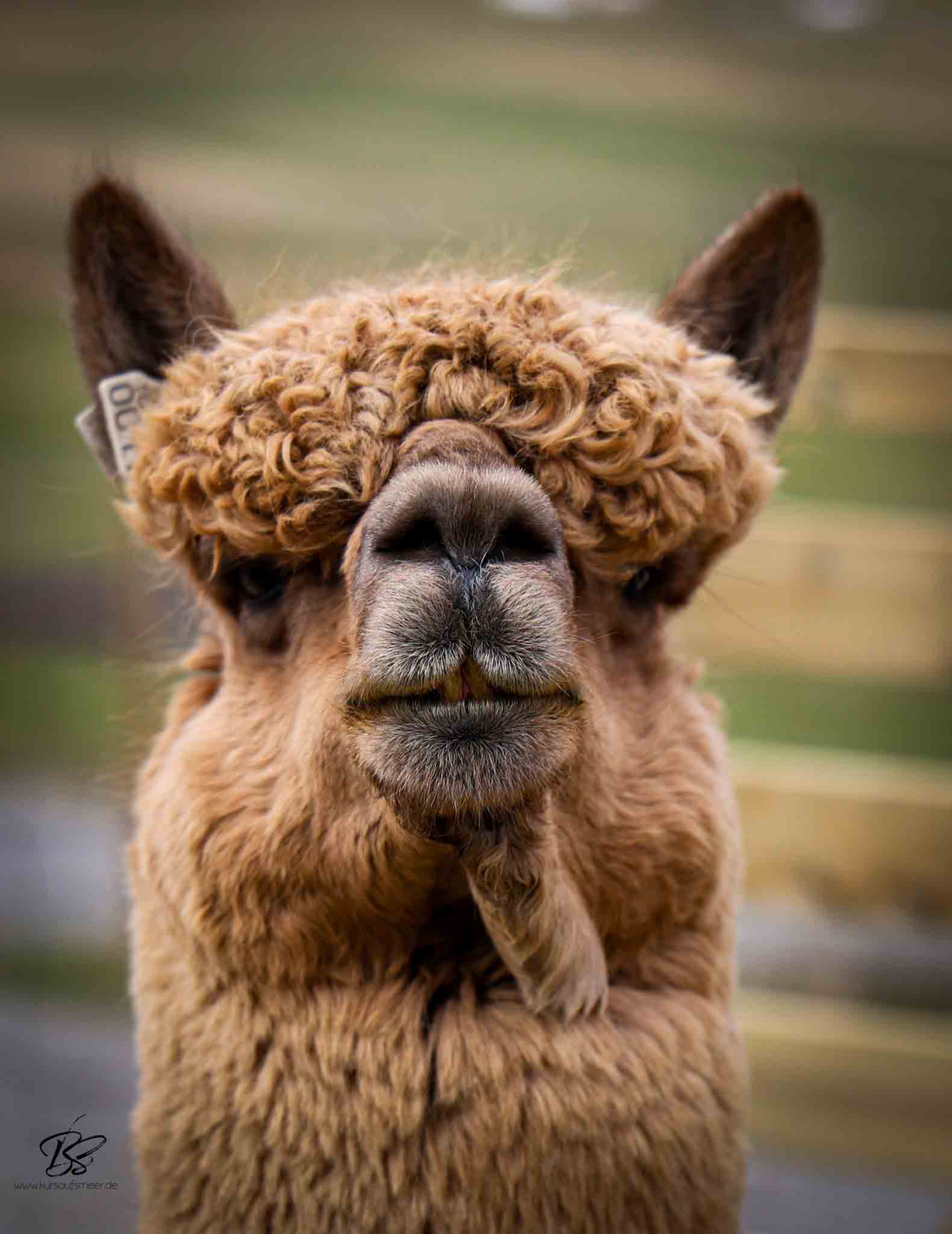 Alpaca farm countryside near Kristiansand — young alpacas, green fields, Norwegian coastal landscape
